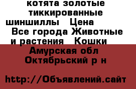 котята золотые тиккированные шиншиллы › Цена ­ 8 000 - Все города Животные и растения » Кошки   . Амурская обл.,Октябрьский р-н